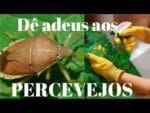 Como acabar com os Percevejos nas Orquídeas e outras plantas