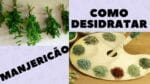 Como desidratar manjericão