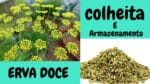 Colheita de erva doce e como desidratar e armazenar para durar mais tempo (funcho)