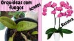 Orquídeas como acabar com Ácaros e fungos