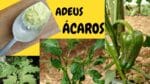 Pó Mágico!!! Acaba com Ácaros e Fungos nas Plantas!
