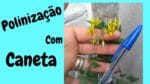 Como fazer polinização manual nos tomateiros para + frutos!