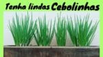 DICAS : tenha as melhores CEBOLINHAS  na sua horta