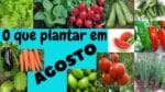 O que plantar em Agosto!? Saiba neste vídeo!