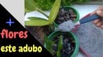 Orquídeas com + flores , adubo caseiro passo a passo !