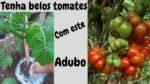 Tenha lindos tomates com este adubo