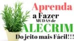 Como fazer Mudas de Alecrim + Substrato ideal