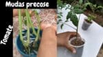 Mudas precoce de tomates, produzem mais rápido,aprenda a fazer!