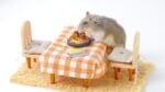 Você não vai acreditar no que este hamster tem na mesa!