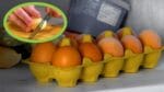 De agora em diante você vai guardar os ovos no congelador