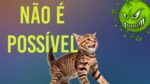Biomédico RESPONDE Gatos podem transmitir o novo coronavírus?