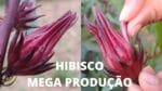 HIBISCO, VINAGREIRA Deu uma Super Produção Olha Só! INACREDITÁVEL!!