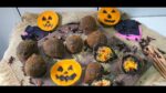 COXINHA HALLOWEEN! Massa 100% Black | Recheio | Dicas e Segredos da Produção