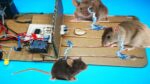 MOUSETRAP ELETRÔNICA – COMO FAZER MOUSETRAP ELETRÔNICA