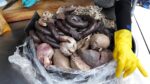 “Nossas coisas são muito frescas e deliciosas~” Um restaurante com vários tipos de intestinos / Sundae de linguiça de sangue, intestino de porco / comida de rua coreana
