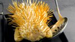 Espete um pacote inteiro de palitos de dente no frango – 6 receitas com frango maravilhosas