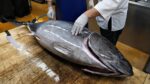 Habilidade brilhante!  Espetáculo de desmanche de atum cru 50kg do Artesão!  / 50kg Atum Cutting Show “Sashimi” / Comida de rua coreana
