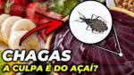 DOENÇA DE CHAGAS E O AÇAÍ : O QUE NUNCA TE CONTARAM
