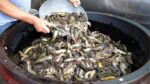 1000 Porções! Sopa de peixe de lama cozida “Chueotang” / comida de rua coreana