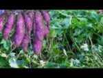 FAÇA BATATA DOCE ASSIM E NUNCA MAIS FICARÁ SEM ESSA RECEITA