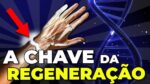 Cientistas CONSEGUIRAM REGENERAR MEMBROS