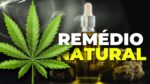 A POLÊMICA PLANTA QUE CURA DOENÇAS: MACONHA MEDICINAL