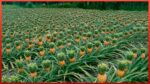 Colheita e Processamento de Abacaxi | Maior produção de frutas exóticas do mundo