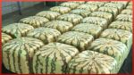 Colhendo os melões mais deliciosos do mundo | Plantação de frutas exóticas