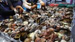 excelente! Vendendo 10 toneladas por mês? Explorando frutos do mar em bilhões de vendas BEST 3 / Coleção de vários frutos do mar / Comida de rua coreana